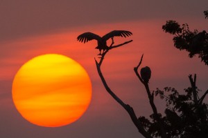 Afrika: Michael Goebel