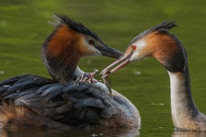Aufregung bei Fam. Haubentaucher