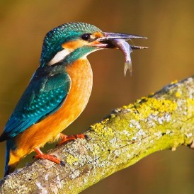 Eisvogel-an-der-Ahne_Gerhard Müsch