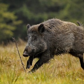 Wildsau_Gerhard Müsch