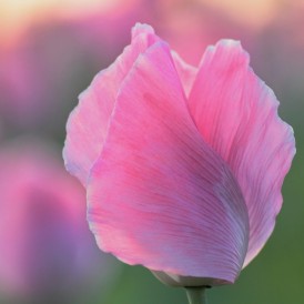 Schlafmohn_Jupp Beppel