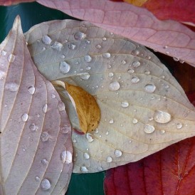 Herbstlaub_Rudolf Boelting