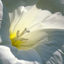 Ackerwinde_Volker Siesenop