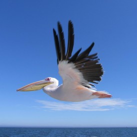 Wolkenflug_Friedhelm Kütz