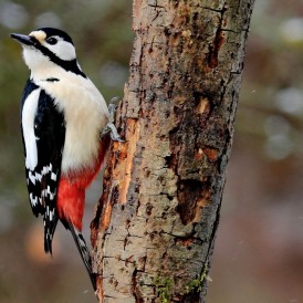 Insektenjagd_Jupp Beppel
