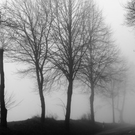Herbstnebel_Stefan Wendling
