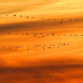 Abendflug_Günter Franke