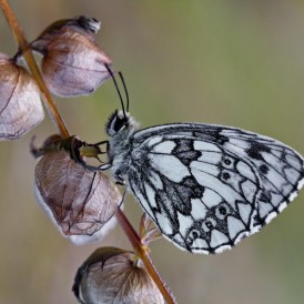 Schachbrettfalter_Jupp Beppel