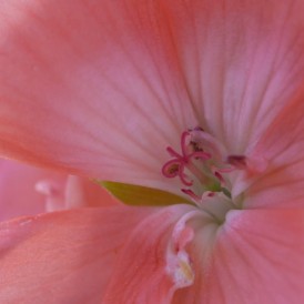 Tulpe_Jupp Beppel