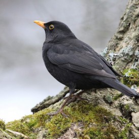 Amsel_Peter Rausch