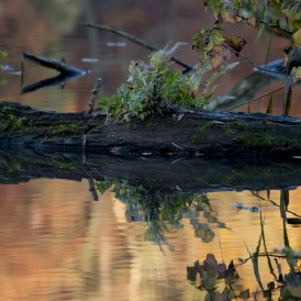 Schwimmende-Insel_Jupp Beppel