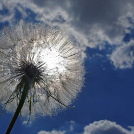 Pusteblume_Ernst Niederlücke