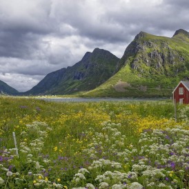 Sommer-auf-den-Lofoten_Rainer Nöding