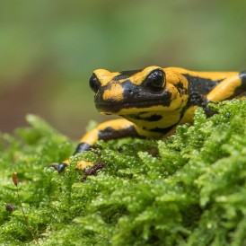 Feuersalamander_Paul Würthner