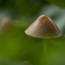 Minischirm_Paul Würthner