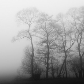 Nebelstimmung_Stefan Wendling