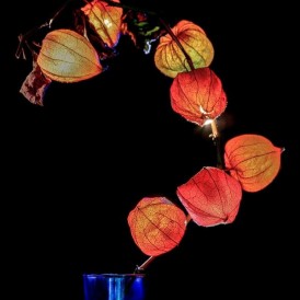 Physalis_Stefan Wendling