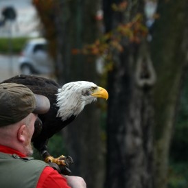 Seeadler_Dagmar Wilken