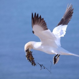 Wir-bauen-uns-ein-Nest_Günter Franke