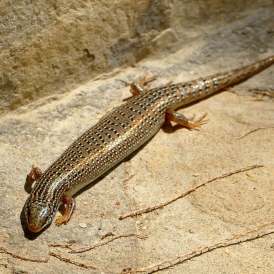 Friedhelm-Vinken_Gefleckter-Walzenskink