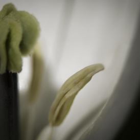 Juergen-Willand_Weisse-Tulpe