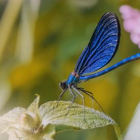 Paul-Wuerthner_Auf-der-Sonnenseite-Blaufluegel-Prachtlibelle