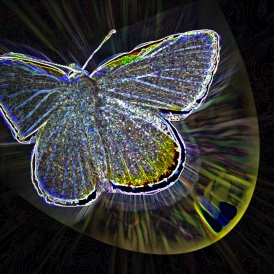 Bläuling_Friedrich Gareis