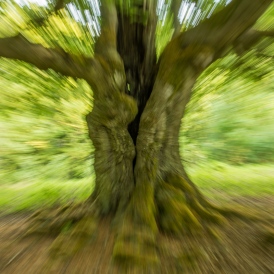 Zooom_Paul Würthner