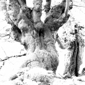 Waldgeister_Paul Würthner