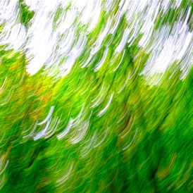 Drehschwindel-im-Wald_Rudolf Müller