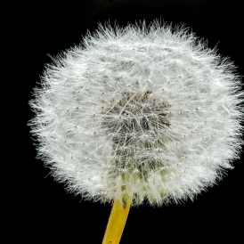 Pusteblume_Rainer Nöding