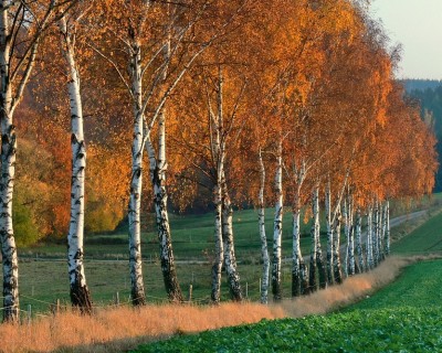 Bild des Monats 2011