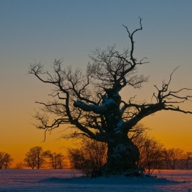 Januar 13 - Paul Würthner