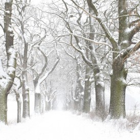 Dezember 17 - Gerhard Müsch - Winterallee