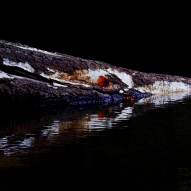 August 20, "Krokodil ?", Jürgen Kopp