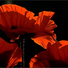 Mai 20, "Mohnlichtserenade", Ulrike Zeiger