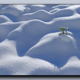 Januar 21 “einsam”,  Volker Siesenop
