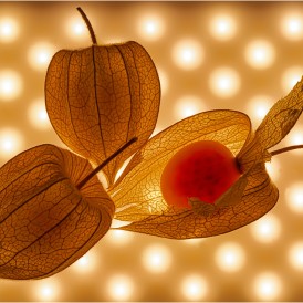 Bild des Monats November 2023 - “Durchleuchtet” – Martin Weiss