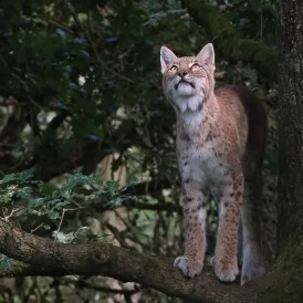 Bild des Monats September 2023 - „Hungry Eyes“ - Hartmut Hübenthal