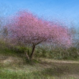 März 2024 - "Sakura" Verena-Blaauw