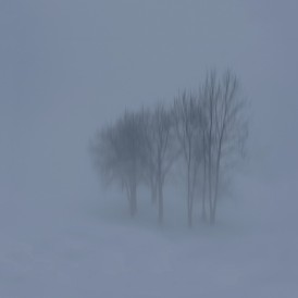 Januar 2024 - "Im Nebel"  Volker Siesenop