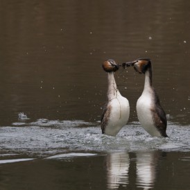 Februar 2025 - Lothar Heintz: "Hochzeit"