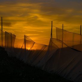 August 2025 - Paul Würthner: "Bewegter Wind"