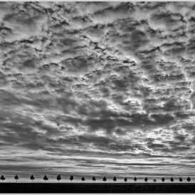 Oktober 2025 - Volker Siesenop: " Die Allee"