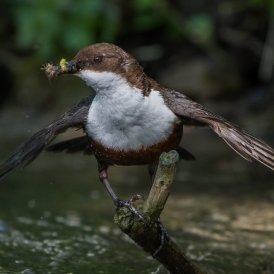 April 2025 - Paul Würthner: "Fette Beute"