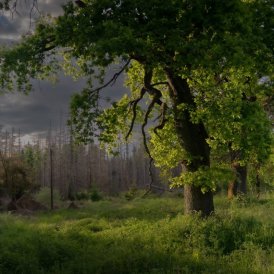 Mai 2025 - Alexander Lucht: " Wächter des Waldes"