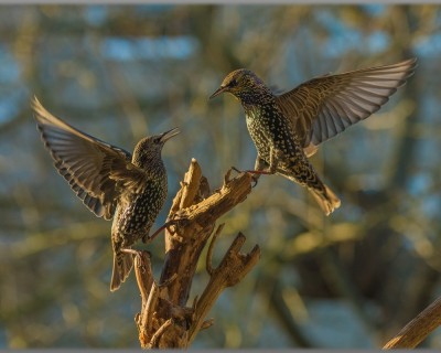 Bild des Monats 2025