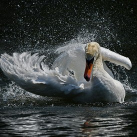 Juni 2025 - Hartmut Hübenthal: "Es kommt Besuch"