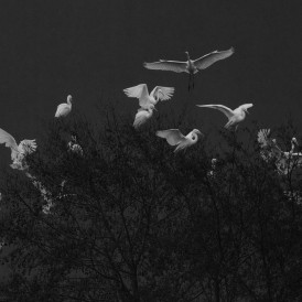 Dezember 22 "aufgescheucht"-, von Lozhar Heintz