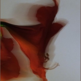 Ulrike Zeiger 1,